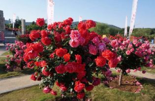 二、 蕞佳赏花时间：春暖花开，正是好时光