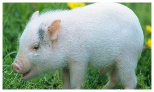 属猪女性财运旺盛吗？属猪的今日财运和运气如何？