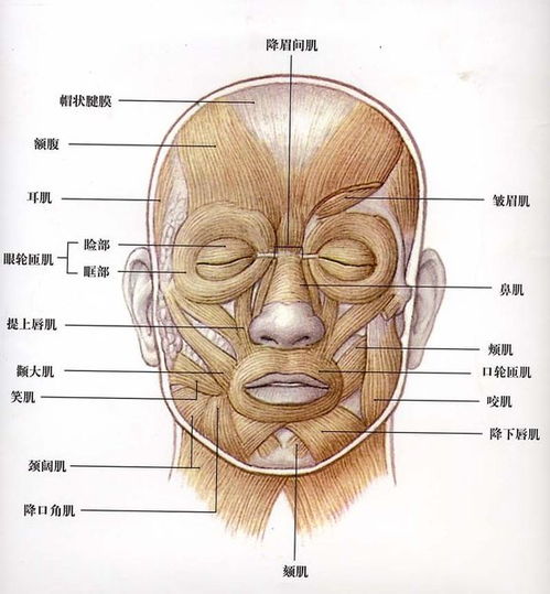 八、 生肖与面部凸起对应表（随意编造）