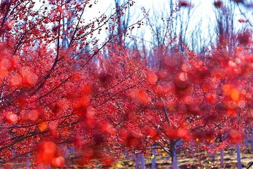 树枝发红,树是红色的