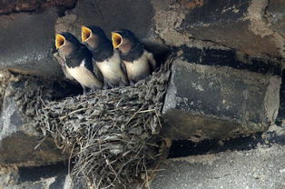 歌声惊起冤魂哭