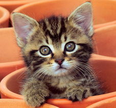 楼上养猫犯风水吗好吗,楼上养猫需要注意什么