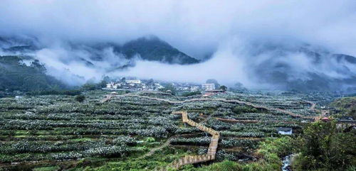 震惊！云霄县惊现
