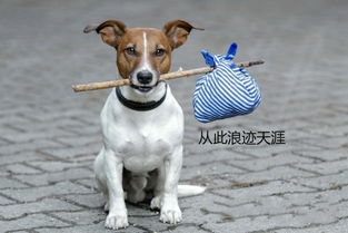 坐东朝西店面属狗租门面，这样的吉凶位是否适合我？