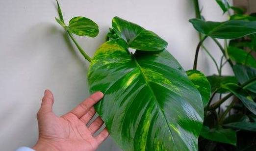 2026年黄历特别提示