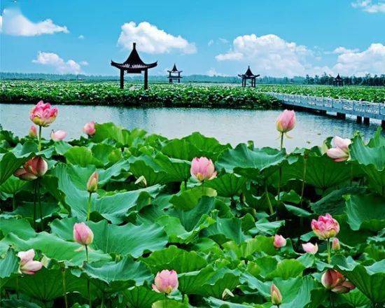 你以为 金湖 菏 花 荡只是夏天堪菏 花？错！ 这里藏着四季不同的“菏”脾气