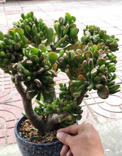 植物选择的惊天骗局