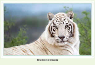 请问1972年出生的人属五行中的哪一种命？