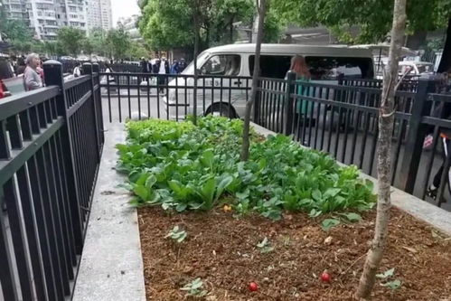 屋门口种菜好不好,屋门口种菜好不好