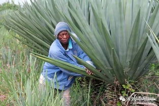 剑麻适合种在院子里吗,剑麻种植技术