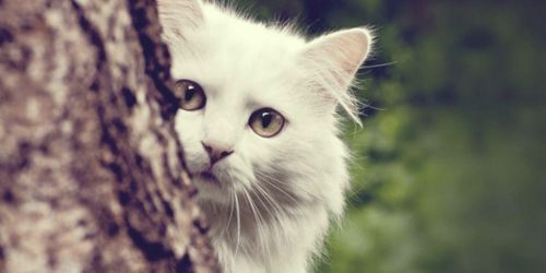 生肖猫的失踪之谜与风水局的诡异变动