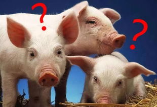 属猪：憨厚可爱，宜北忌南