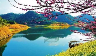 春风十里不如观澜湖有你