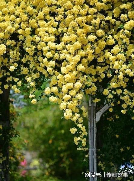 灯台树可yi给院子栽吗,灯台树的花味对人体有害吗