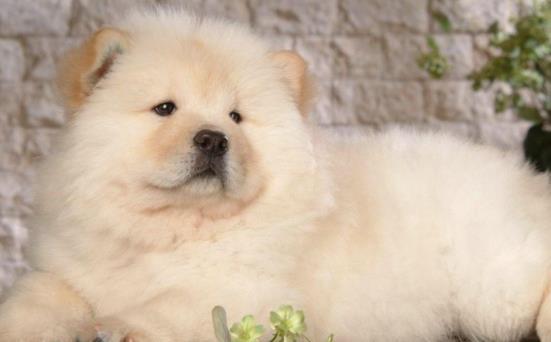 属鼠的人养狼狗是否合适，狼狗是否是属鼠人的理想宠物伴侣？