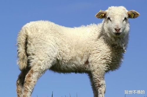 属羊人6月会遭遇小人吗？8月如何破解运势低谷？