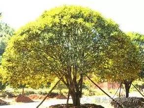 庭院外种植什么树对风水好,庭院外种植什么树对风水好