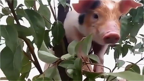母猪为何攀树寻生肖之谜？