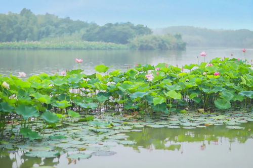 夏日荷韵常德行——荷花和汗水一起绽放
