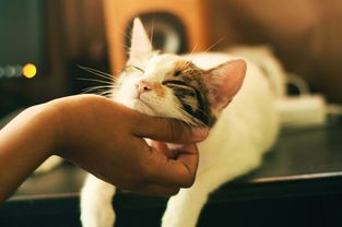 女人梦见被猫疯狂撕咬自己，这究竟是什么寓意？