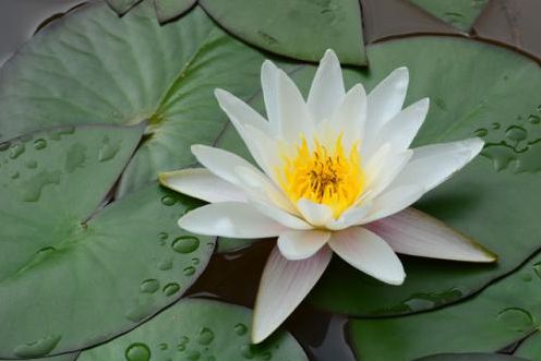 步骤一:用艾草来洗澡