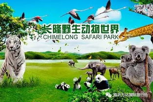 考拉树：终于找到了一点清静