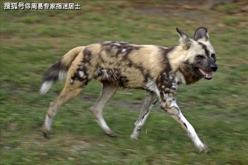 属狗女2026年下半年感情运势如何？感情运程会有哪些变化？