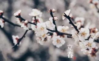 明年立春的生肖是什么？今日立春的三大生肖分别意味着什么？