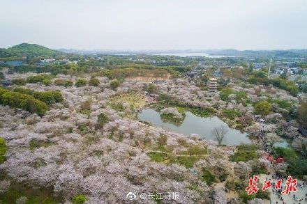 东湖樱园：2026年最新隐藏玩法大公开