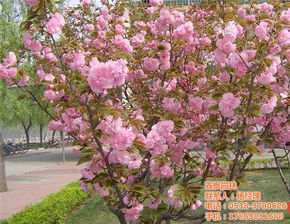 樱花种植在屋前风水,樱花种在庭院哪个方位好