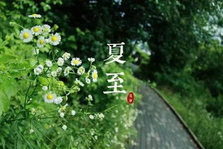 千年夏至韵，传承爆款风
