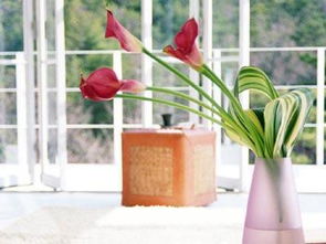 生肖与植物的奇妙缘分