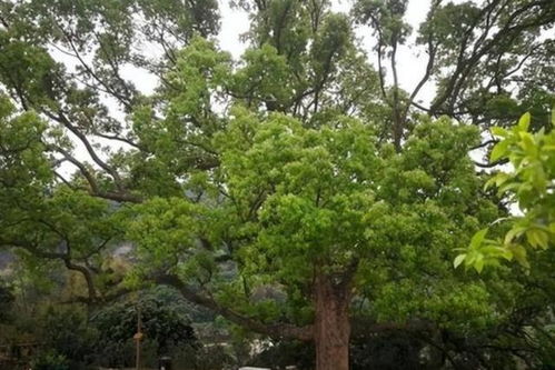 揭秘：百年樟树风水之谜，你家旁的树会否带来优良运？