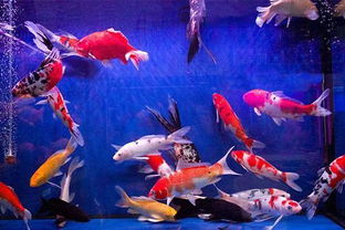 2. 家里东西随便摆摆得了