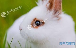 87年属兔五月出生男性与87年属兔女性性格优点缺点分别是什么？
