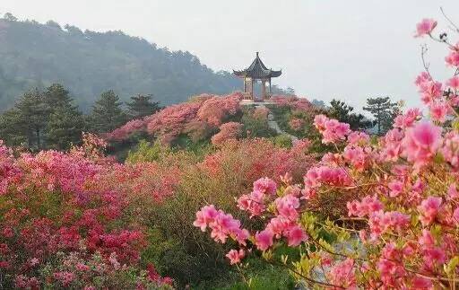啊！杜鹃花海里的钞票陷阱！