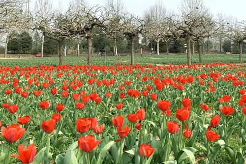 四、 踏春之旅：如何前往浦东鲜花港