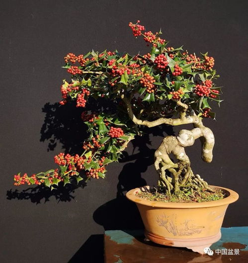 震惊！无刺狗骨盆景竟能改变命运？99%的人都不知道的玄机