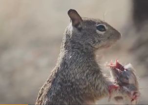 老鼠和松鼠有什么关系,老鼠跟松鼠