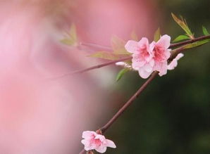 如何同过八字分析男命的桃花运方位和正缘出现时间？