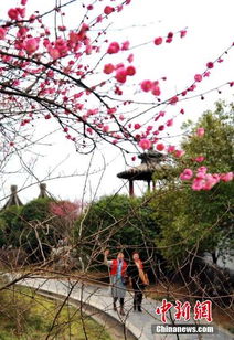 漯河春节期间梅花盛开，市民游客适合赏花吗？