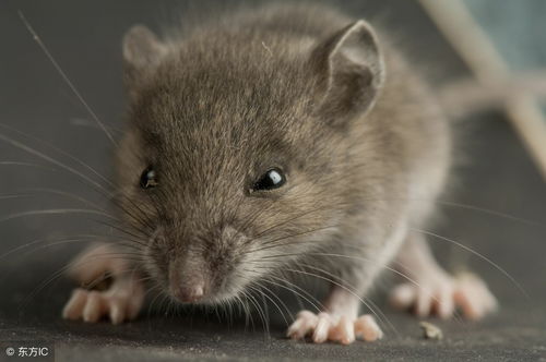 2026年属鼠的人哪个月份容易遭遇牢狱之灾，那一年是否是属鼠人的最佳年份？