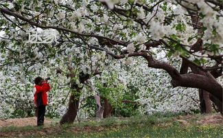 怀来海棠节：一场充满惊喜（惊吓）的奇妙冒险