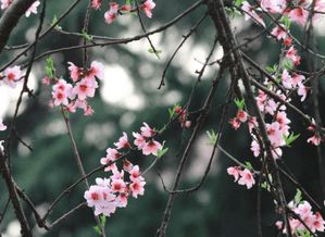 2026年哪个生肖容易遭遇桃花劫？桃花运势排名生肖是什么？
