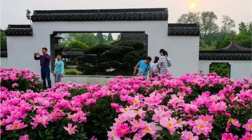 2. 神秘的花语传说：每一朵花都有故事