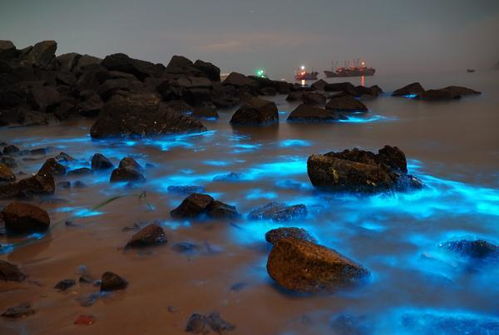 坛南湾：蓝眼泪的狂欢夜我们正在杀死发光的海