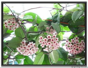 一、风水小院花卉植物瞎选指南