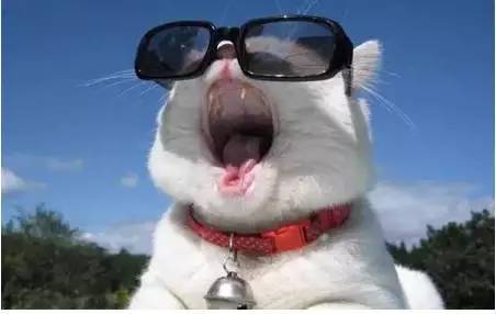 堪似高雅实则破财：花瓶的陷阱