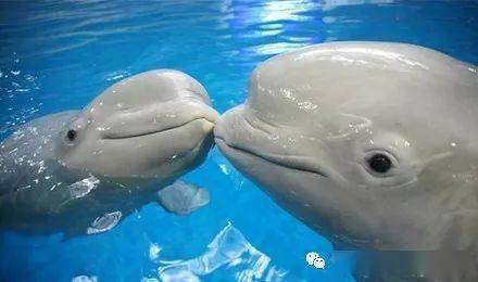360度巨型洄游厅：沉浸式海洋体验