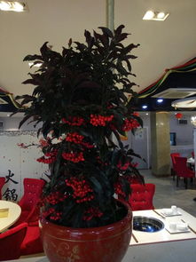 画作要挂在哪儿？